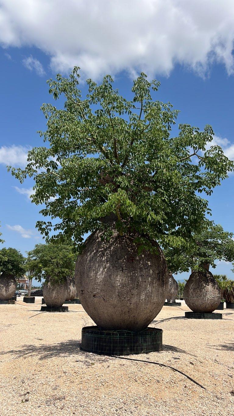 Chorisia Speciosa — Esemplare, in rete