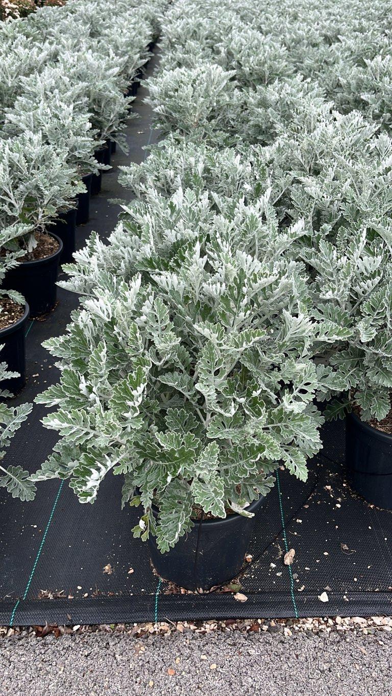 Cineraria Marittima (Senecio cineraria) — vaso 9 litri