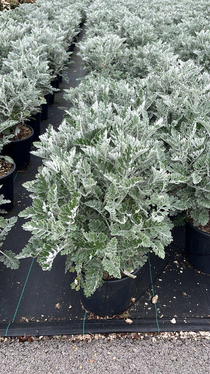 Cineraria Marittima (Senecio cineraria) — vaso 9 litri