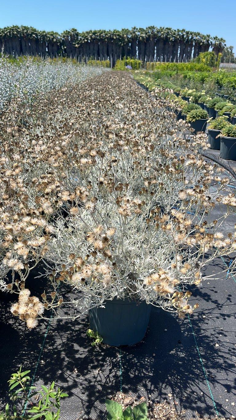 Cineraria Marittima Silver Dust — vaso 9 litri