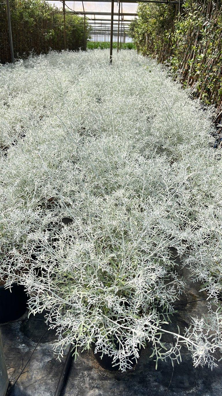 Cineraria Marittima Silver Dust — vaso 9 litri