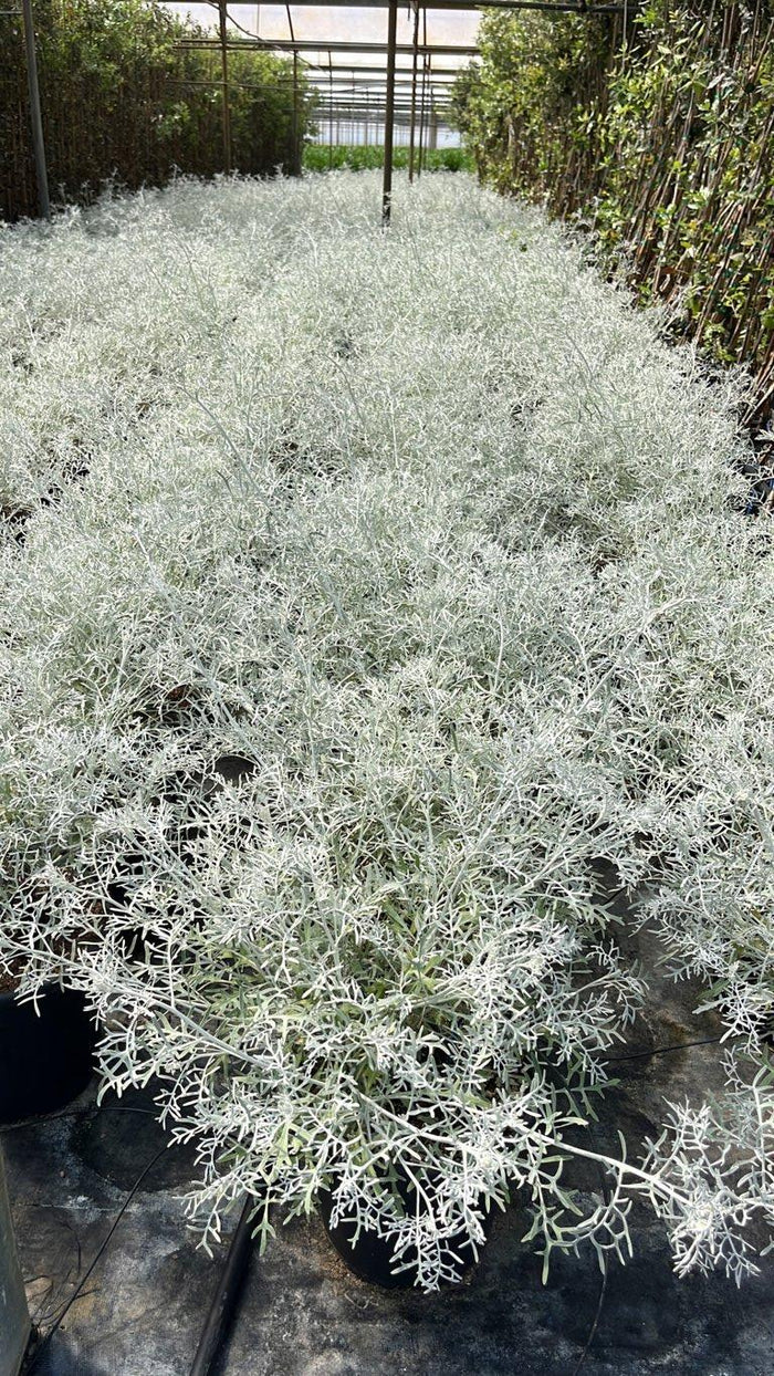 Cineraria Marittima Silver Dust — vaso 9 litri