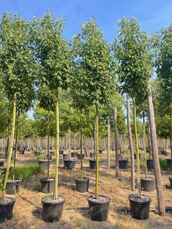 CINNAMOMUM CAMPHORA