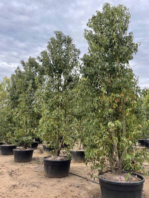 Cinnamomum Camphora (Canfora) — Cespuglio, altezza 400/450 cm, vaso 500 litri
