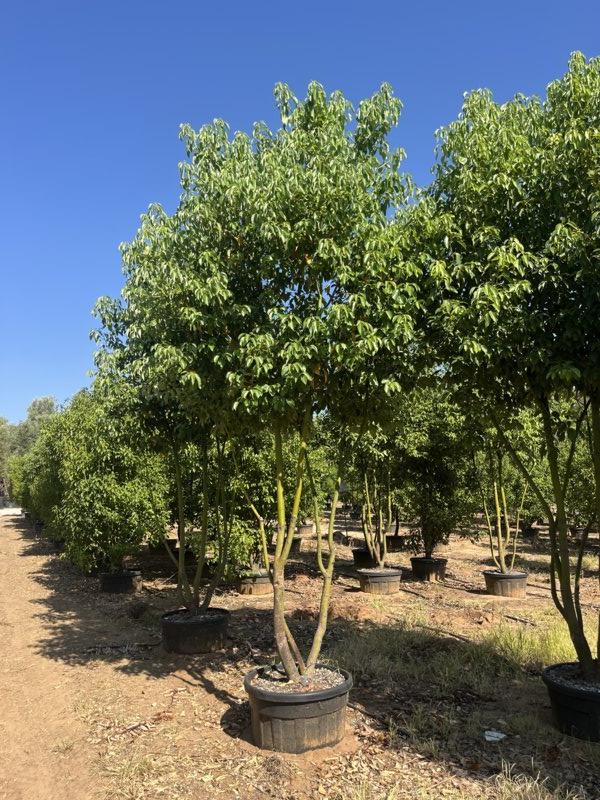Cinnamomum Camphora (Canfora) — Nuvola, altezza 350/400 cm, vaso 130 litri
