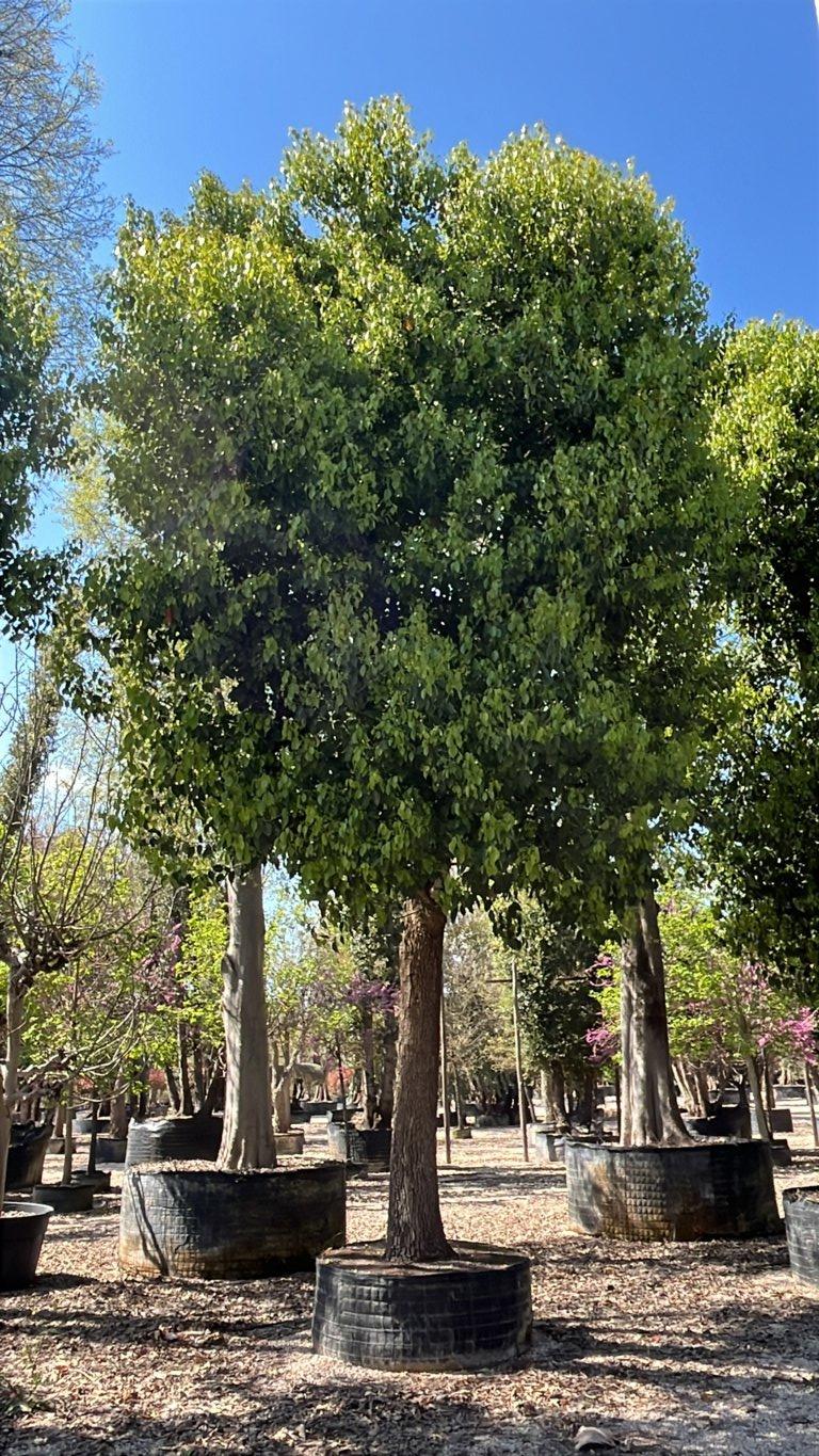 Cinnamomum Camphora (Canfora) — Albero, circonferenza 90/100 cm, in rete