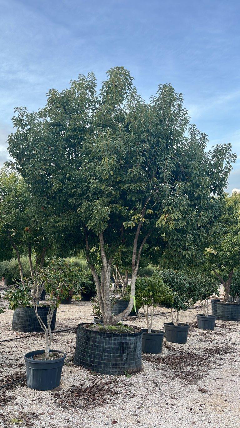 Cinnamomum Camphora (Canfora) — Nuvola, altezza 550/600 cm, in rete