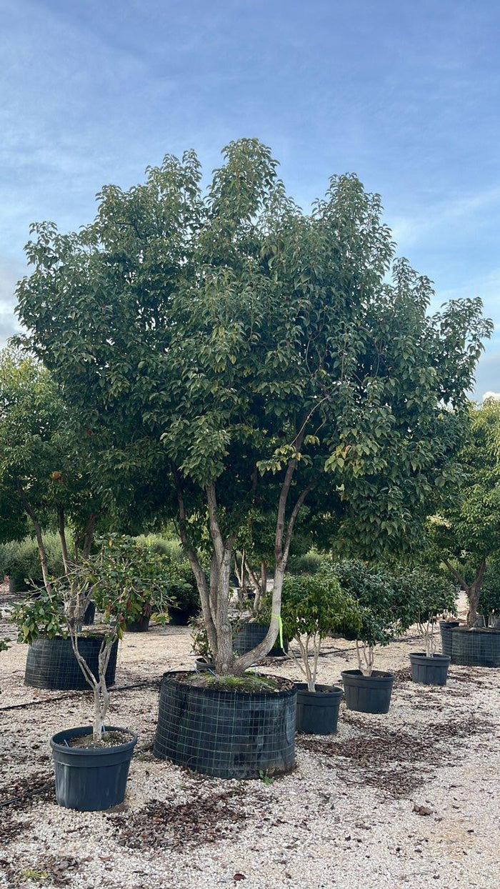 Cinnamomum Camphora (Canfora) — Nuvola, altezza 550/600 cm, in rete