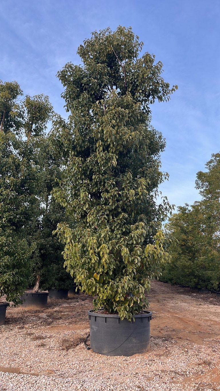 Cinnamomum Camphora (Canfora) — Cespuglio, altezza 600/650 cm, vaso 750 litri