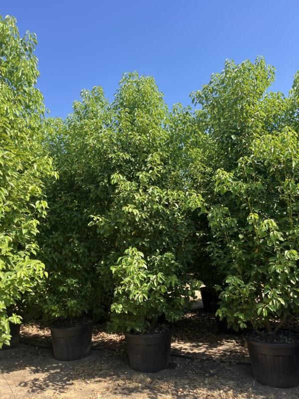 CINNAMOMUM CAMPHORA Canfora