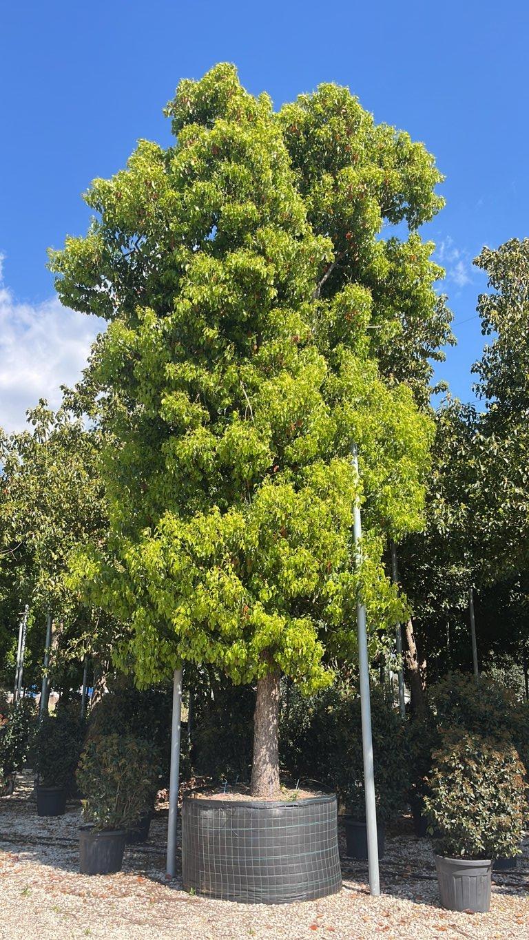Cinnamomum Camphora (Canfora) — Albero, circonferenza 70/80 cm, in rete