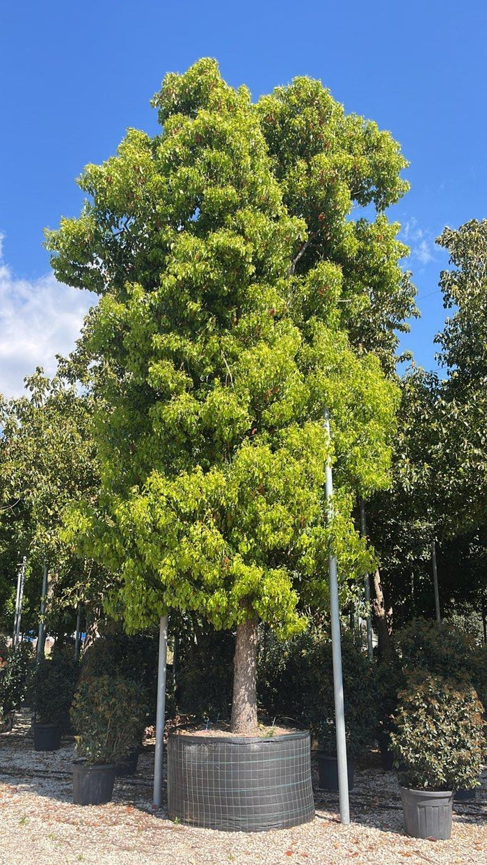 Cinnamomum Camphora (Canfora) — Albero, circonferenza 70/80 cm, in rete