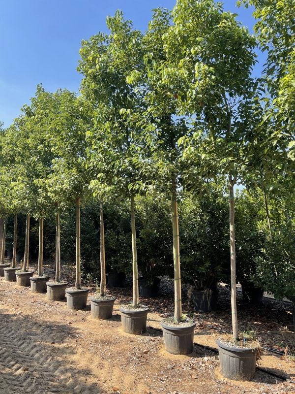 Cinnamomum Camphora (Canfora) — Albero, circonferenza 16/18 cm, vaso 90 litri