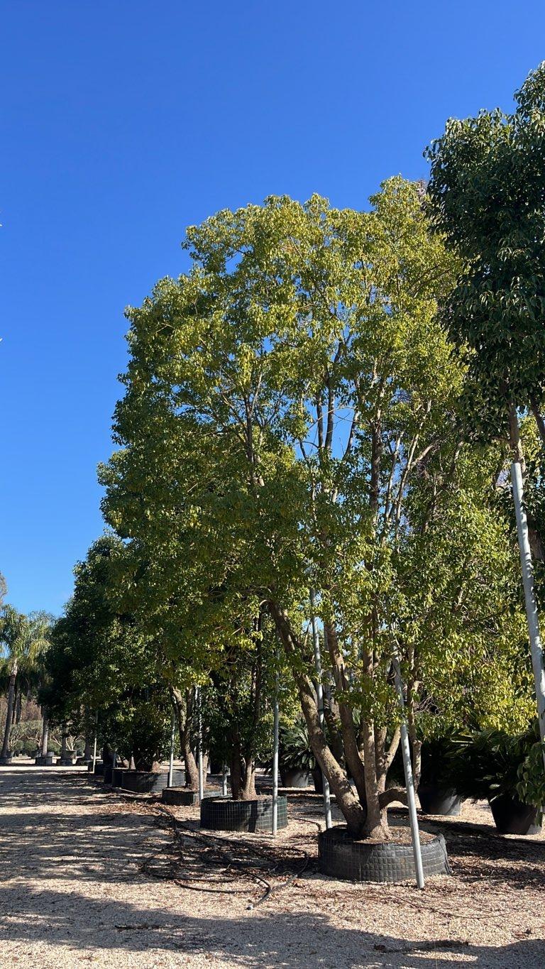 Cinnamomum Camphora (Canfora) — Nuvola, altezza 700/800 cm, in rete