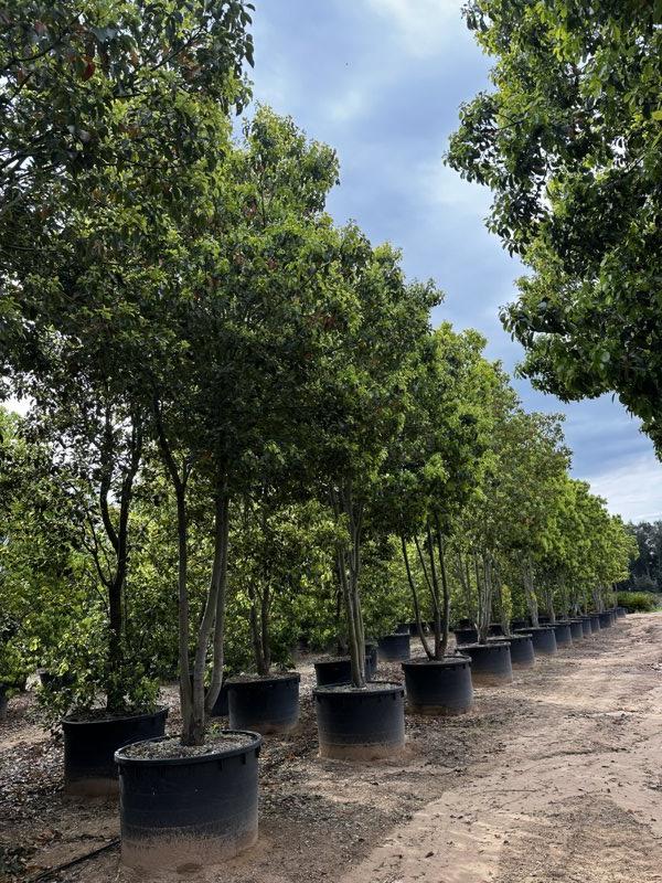 Cinnamomum Camphora (Canfora) — Nuvola, altezza 500/550 cm, vaso 750 litri