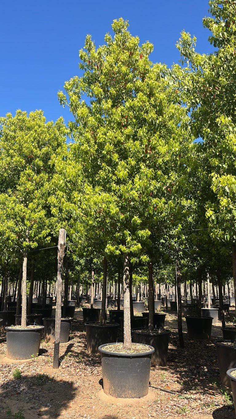Cinnamomum Camphora (Canfora) — Albero, circonferenza 30/35 cm, vaso 350 litri