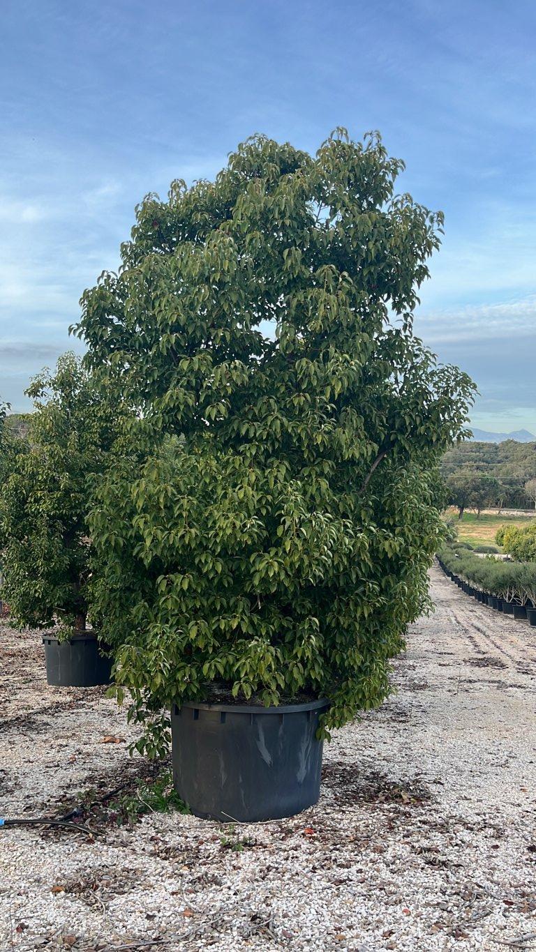 Cinnamomum Camphora (Canfora) — Cespuglio, altezza 500/550 cm, vaso 1000 litri