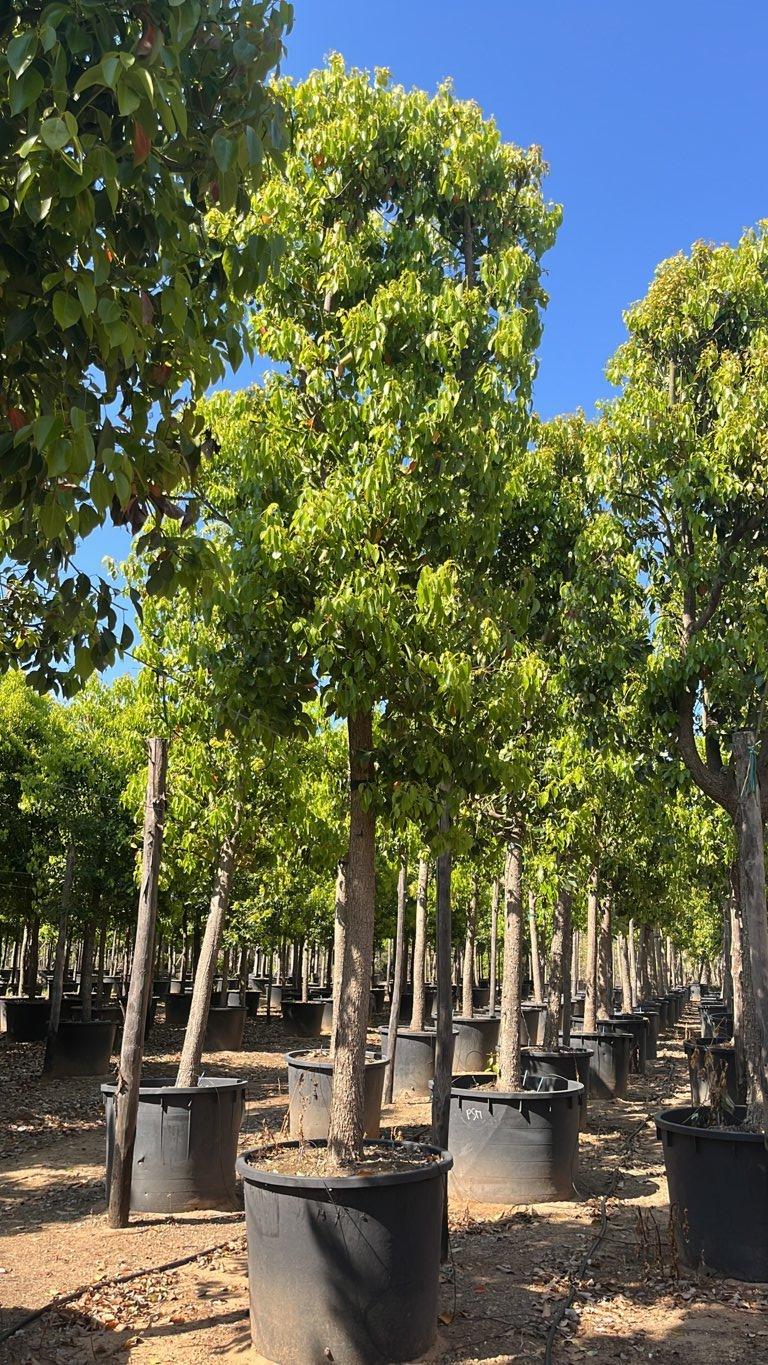 Cinnamomum Camphora (Canfora) — Albero, circonferenza 40/45 cm, vaso 500 litri