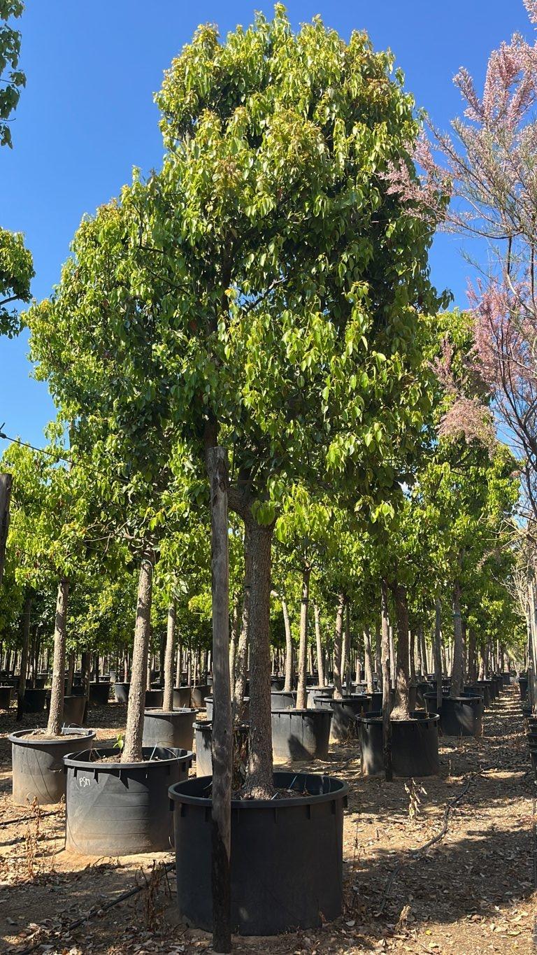 Cinnamomum Camphora (Canfora) — Albero, circonferenza 45/50 cm, vaso 750 litri