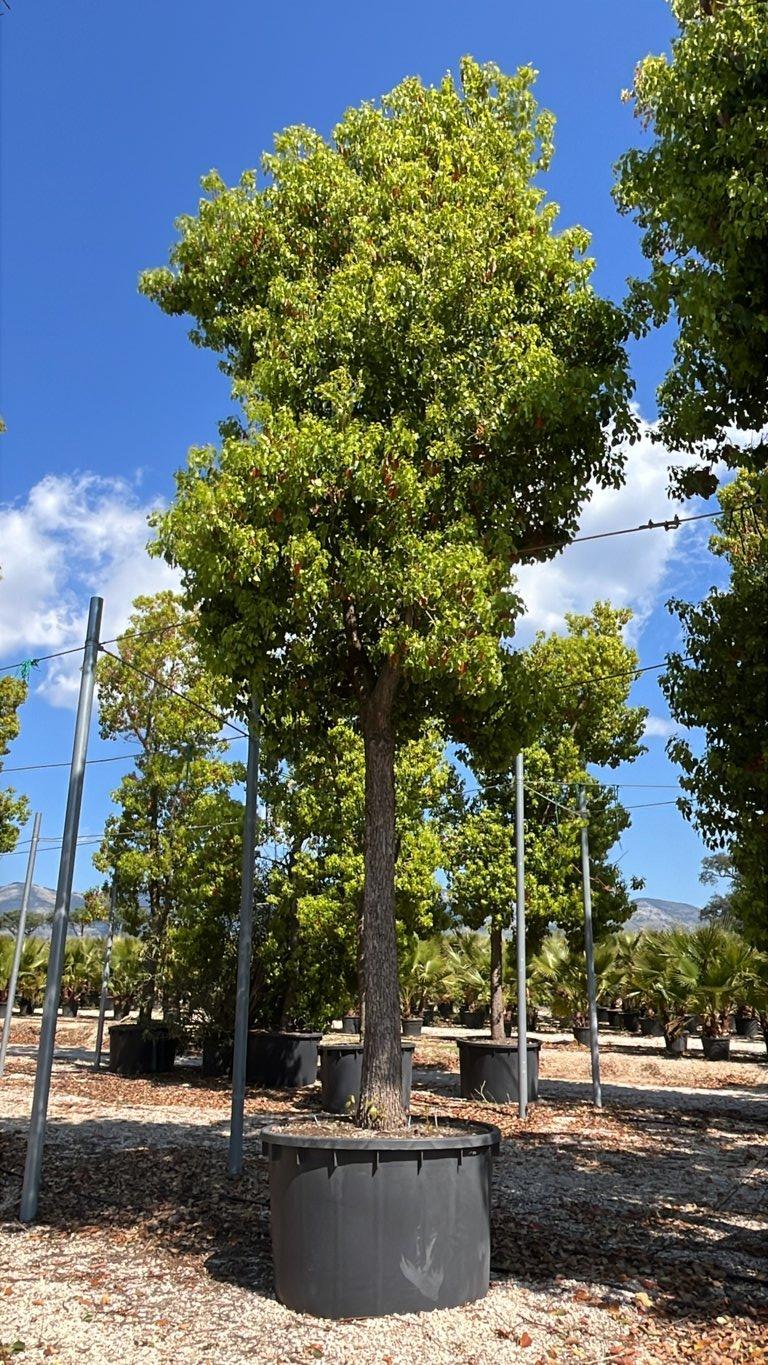 Cinnamomum Camphora (Canfora) — Albero, circonferenza 60/70 cm, in rete