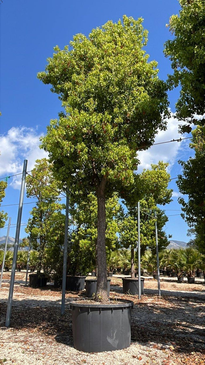 Cinnamomum Camphora (Canfora) — Albero, circonferenza 60/70 cm, in rete