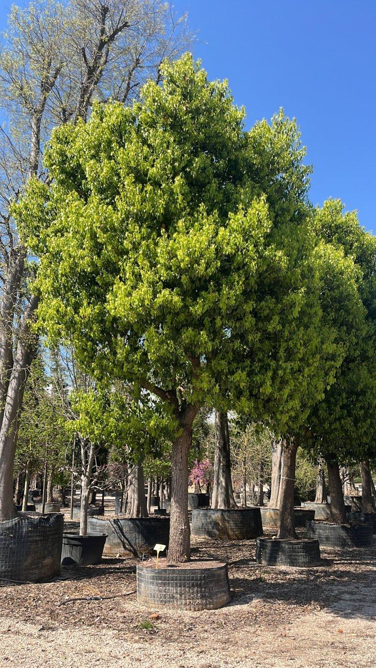 Cinnamomum Camphora (Canfora) — Albero, circonferenza 80/90 cm, in rete
