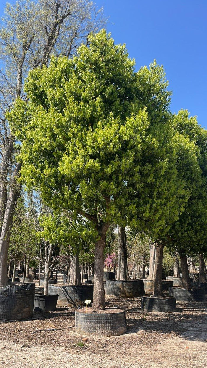 Cinnamomum Camphora (Canfora) — Albero, circonferenza 80/90 cm, in rete