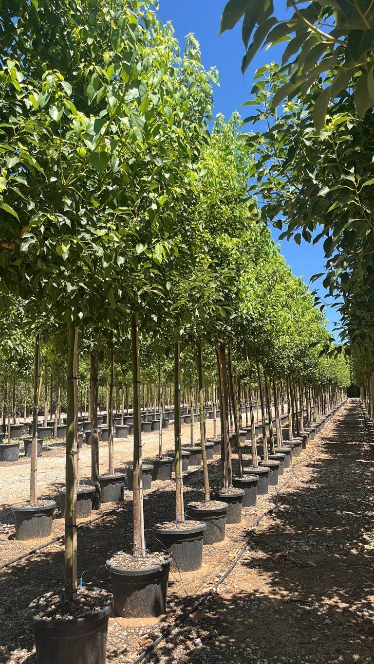 Cinnamomum Camphora (Canfora) — Albero, circonferenza 14/16 cm, vaso 55 litri