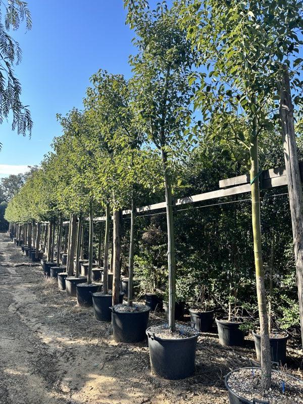 CINNAMOMUM CAMPHORA Canfora