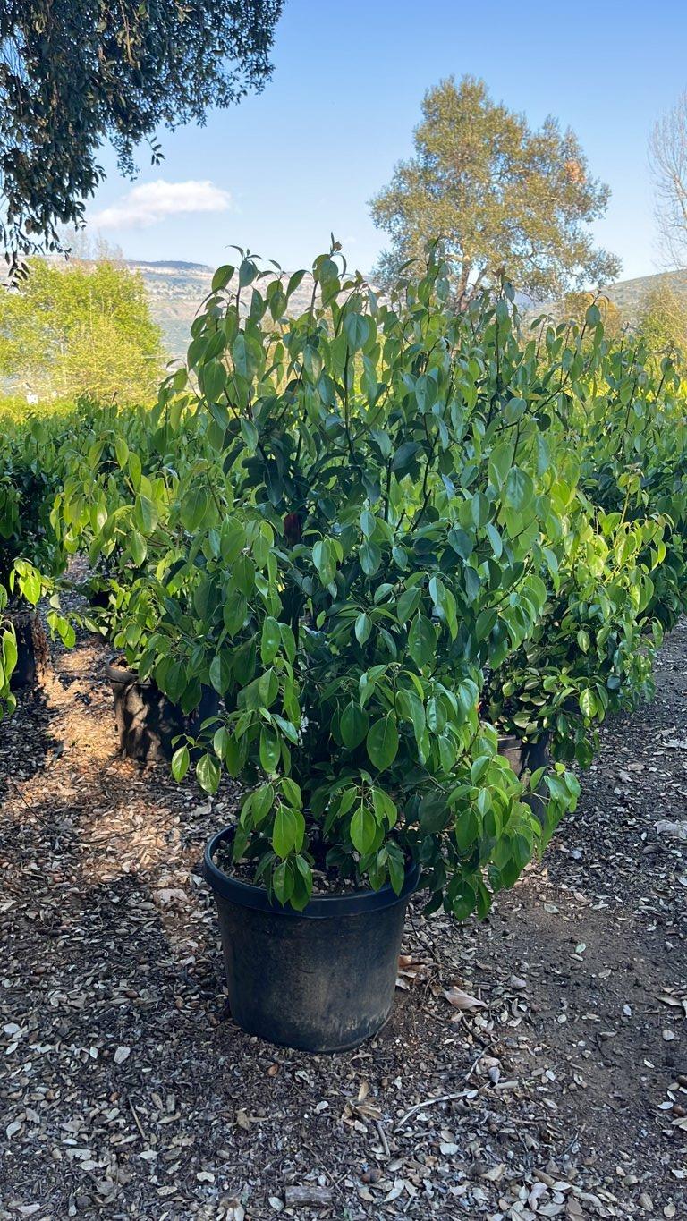 Cinnamomum Camphora (Canfora) — Cespuglio, altezza 150/200 cm, vaso 45 litri