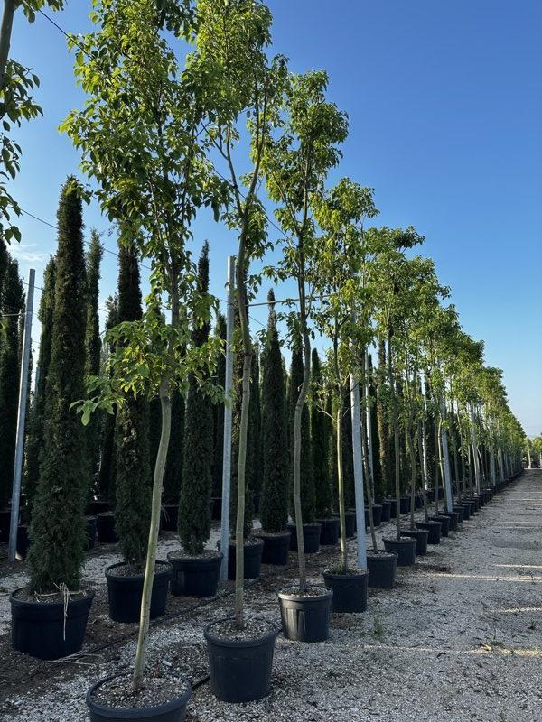 Cinnamomum Camphora (Canfora) — Albero, altezza 600/700 cm, vaso 90 litri