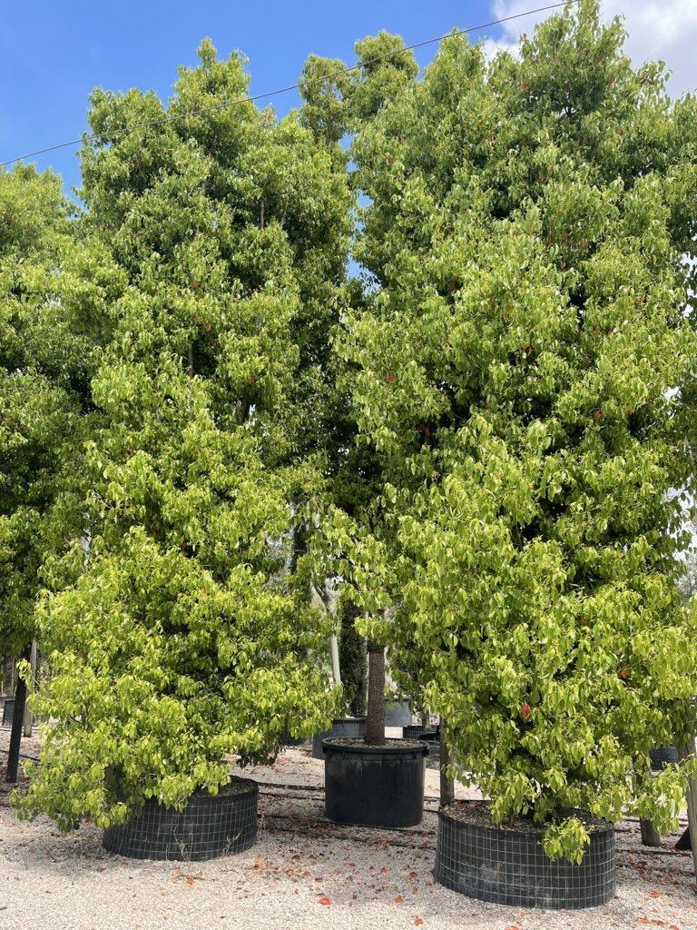 Cinnamomum Camphora (Canfora) — Cespuglio, altezza 800/900 cm, in rete