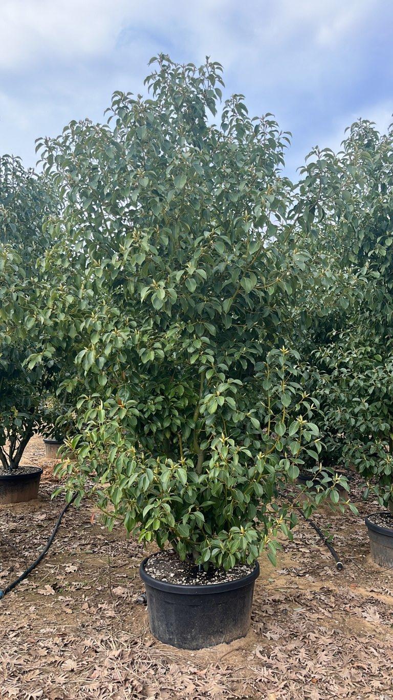 Cinnamomum Camphora (Canfora) — Cespuglio, altezza 400/450 cm, vaso 150 litri
