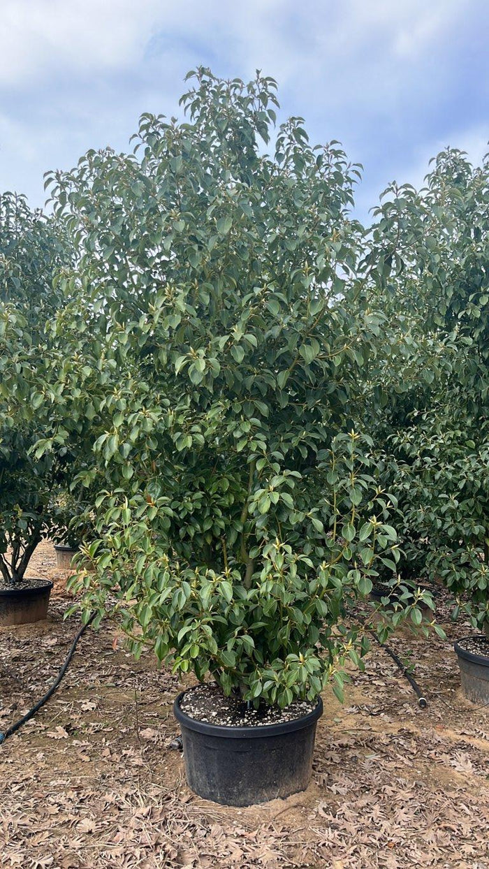 Cinnamomum Camphora (Canfora) — Cespuglio, altezza 400/450 cm, vaso 150 litri
