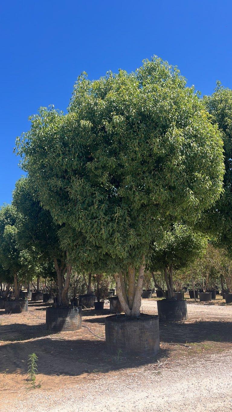Cinnamomum Camphora (Canfora) — Esemplare, altezza 600/650 cm, in rete