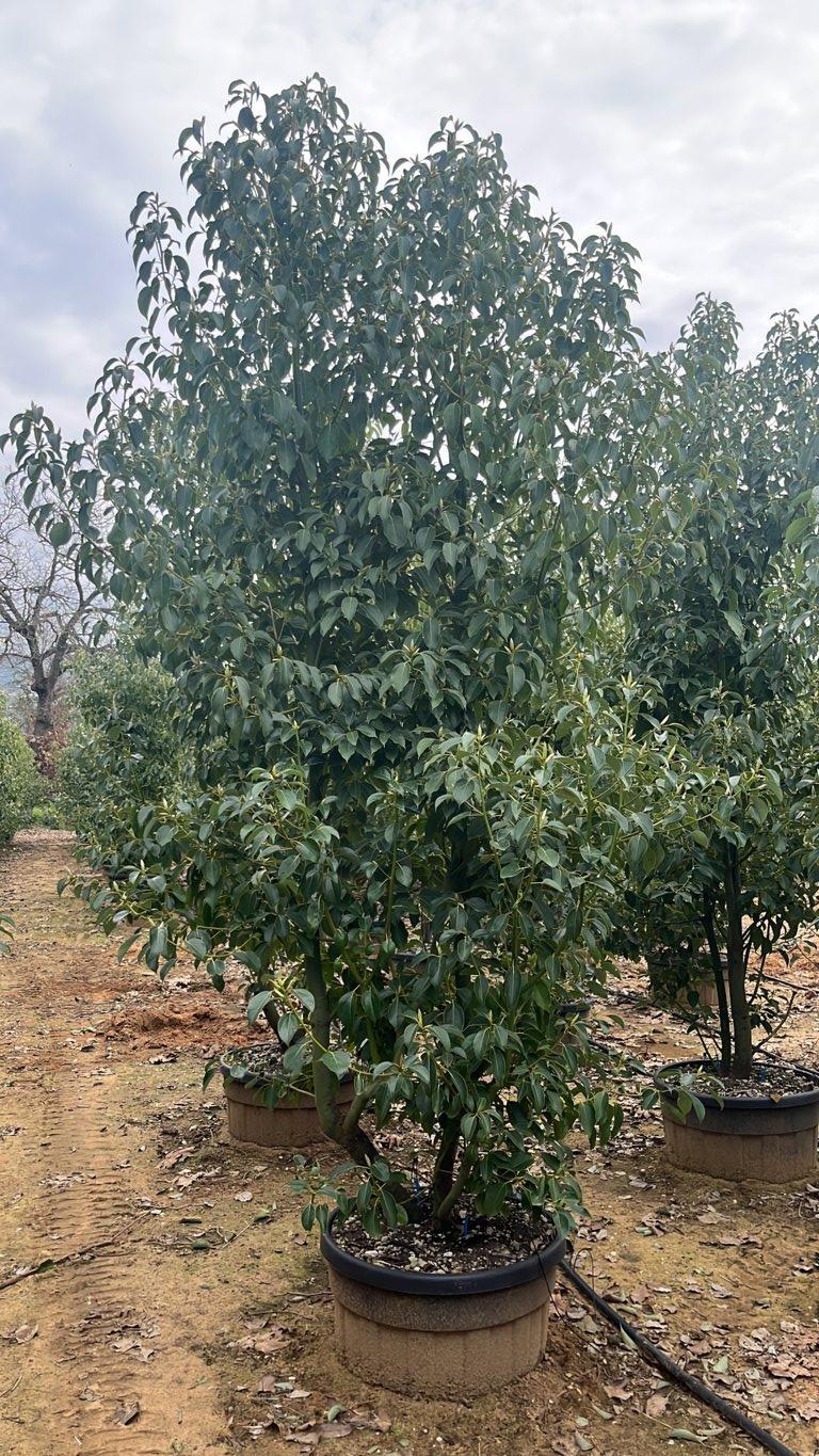 Cinnamomum Camphora (Canfora) — Cespuglio, altezza 350/400 cm, vaso 110 litri