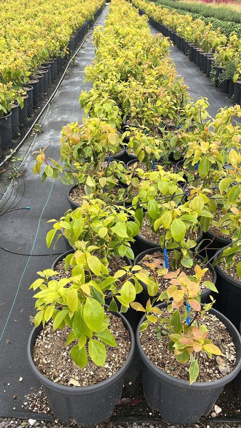 Cinnamomum Camphora (Canfora) — Cespuglio, vaso 9 litri