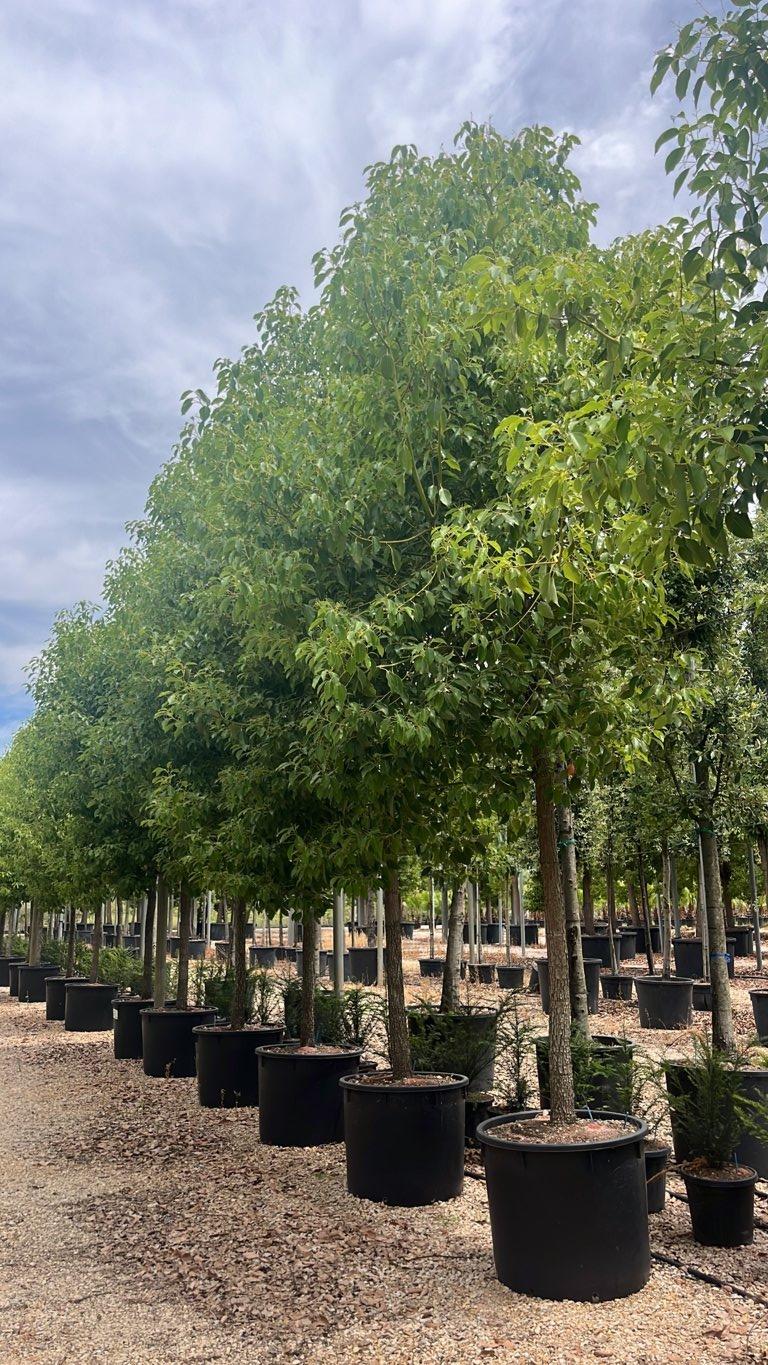 Cinnamomum Camphora (Canfora) — Albero, circonferenza 25/30 cm, vaso 240 litri
