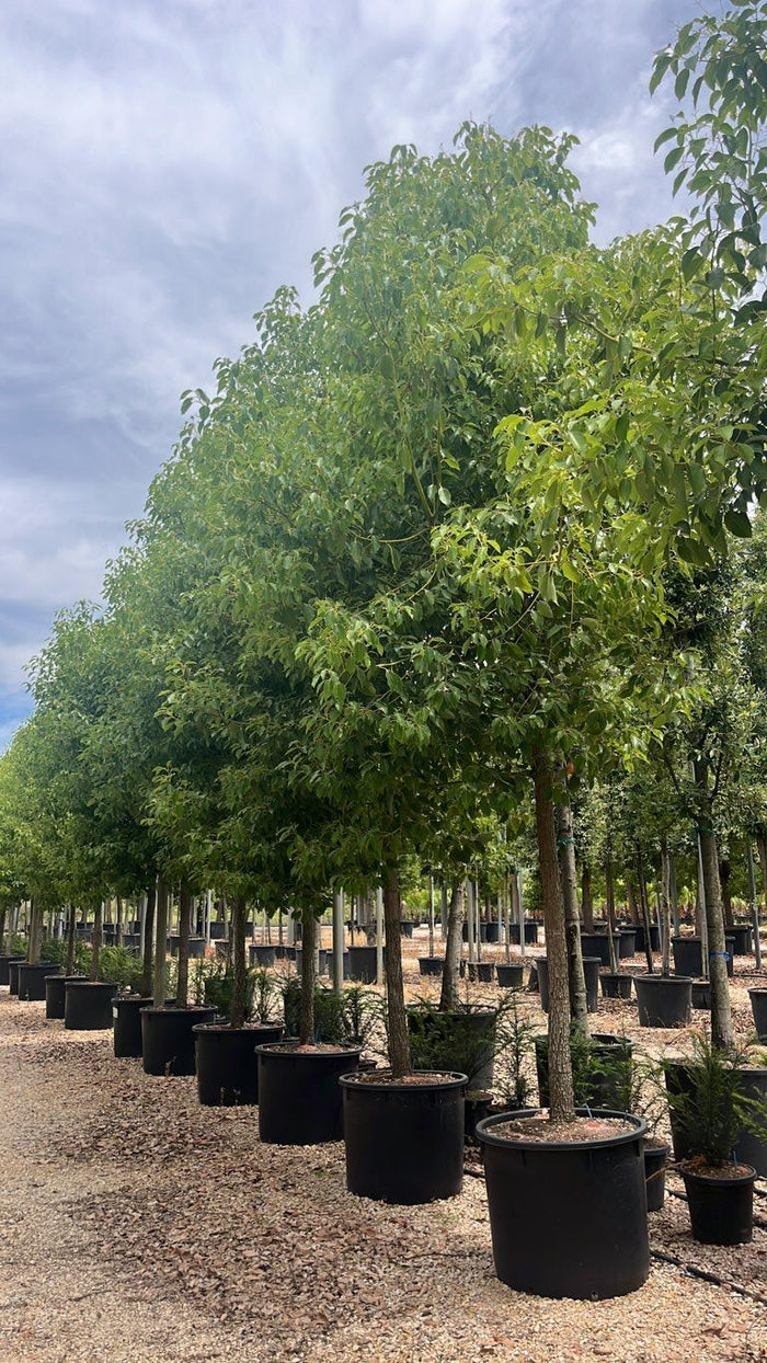 Cinnamomum Camphora (Canfora) — Albero, circonferenza 25/30 cm, vaso 240 litri