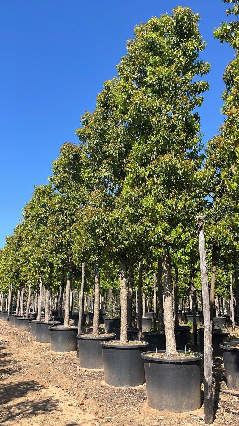 Cinnamomum Camphora (Canfora) — Albero, circonferenza 35/40 cm, vaso 500 litri