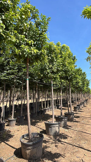 Citrus Aurantium (Arancio amaro) — Albero, circonferenza 20/25 cm, vaso 130 litri