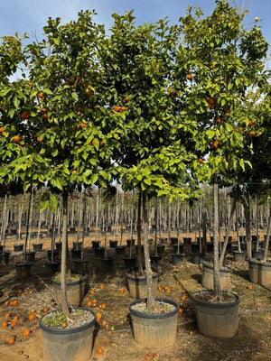 Citrus Aurantium (Arancio amaro) — Albero, circonferenza 18/20 cm, vaso 130 litri