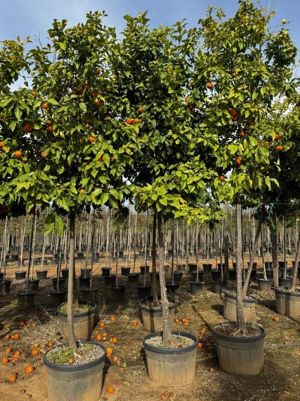 Citrus Aurantium (Arancio amaro) — Albero, circonferenza 18/20 cm, vaso 130 litri