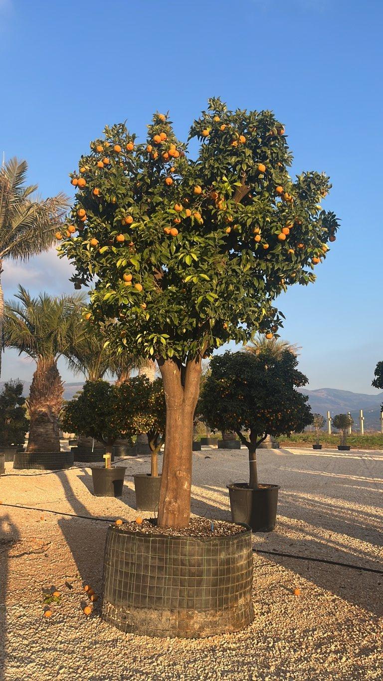 CITRUS AURANTIUM