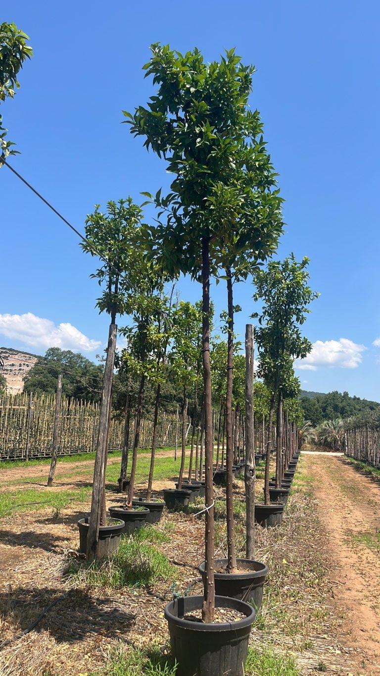 CITRUS AURANTIUM