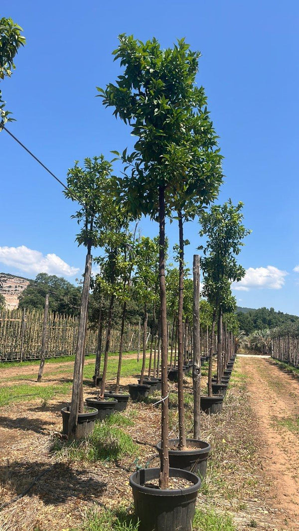Citrus Aurantium (Arancio amaro) — Albero, circonferenza 16/18 cm, vaso 70 litri