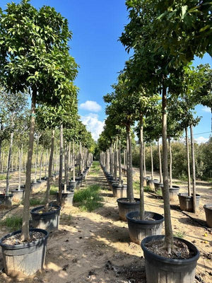 Citrus Aurantium (Arancio amaro) — Albero, circonferenza 25/30 cm, vaso 130 litri