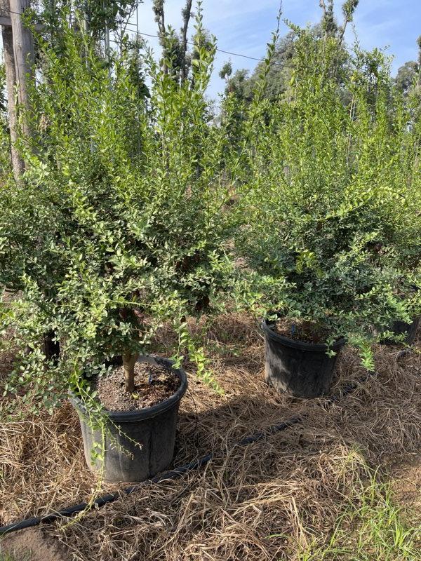 CITRUS AUSTRALASICA