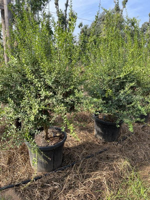Citrus Australasica (Finger lime) — Mini fusto, vaso 55 litri