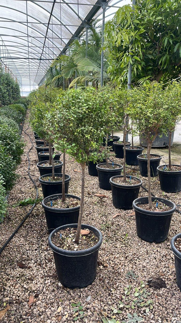 CITRUS AUSTRALASICA
